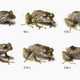 The mutable rain frog—blink and it may have changed form.
